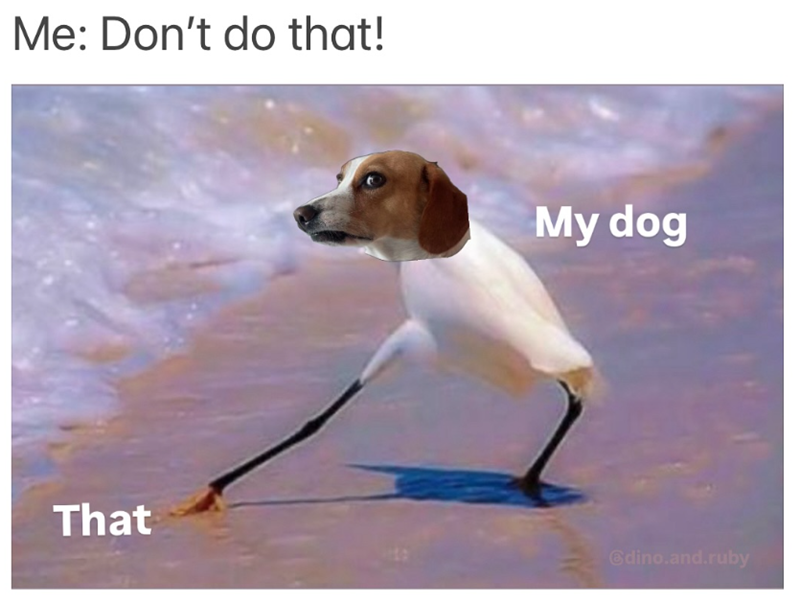 Me: Don't do that! My dog That @dino.and.ruby