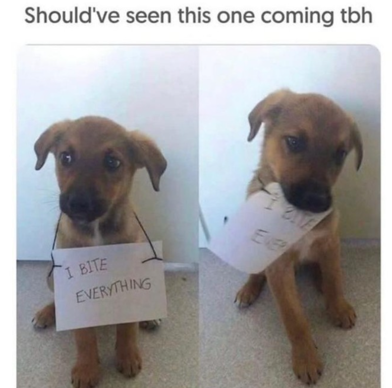 Should've seen this one coming tbh I BITE EVERYTHING EVER