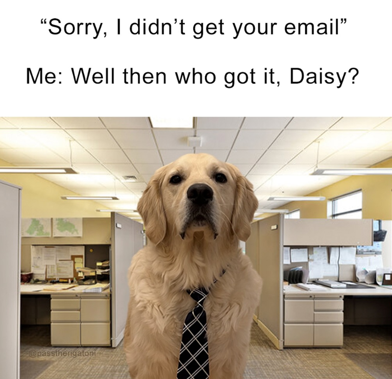 "Sorry, I didn't get your email" Me: Well then who got it, Daisy? @passtherigatoni