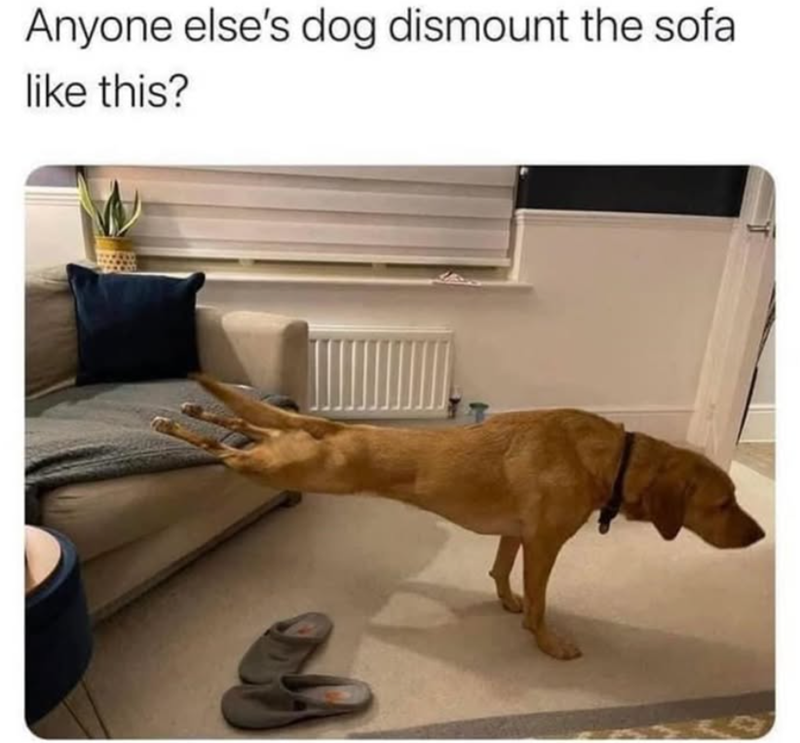 Anyone else's dog dismount the sofa like this?