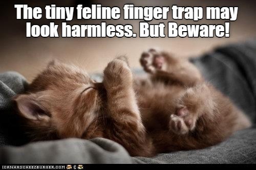 The tiny feline finger trap may look harmless. But Beware! ICANHASCHEEZBURGER.COM