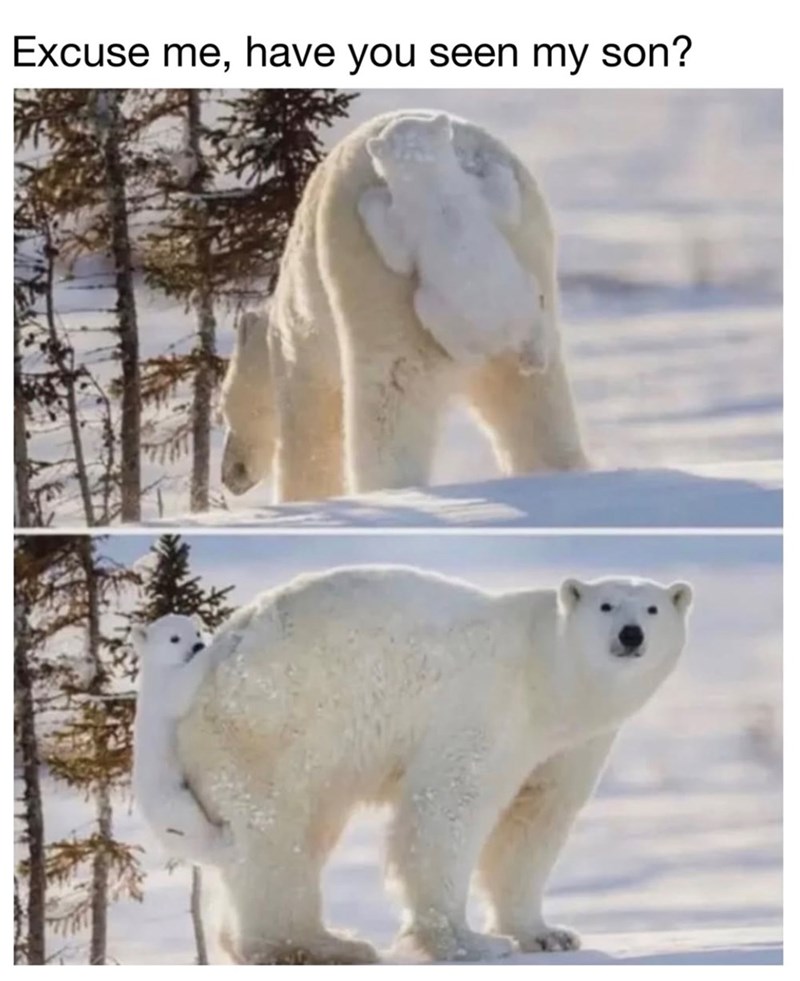 Excuse me, have you seen my son?