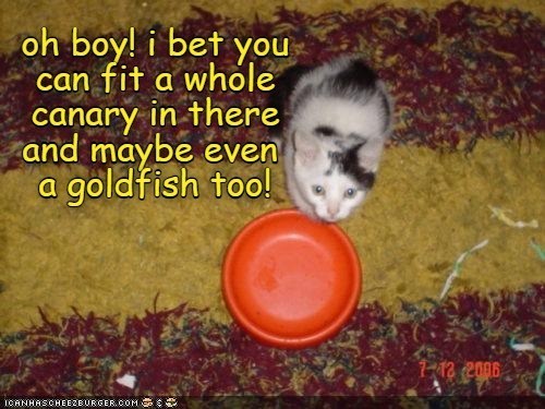 oh boy! i bet you can fit a whole canary in there and maybe even a goldfish too! ICANHASCHEEZBURGER.COM 1-12 2006
