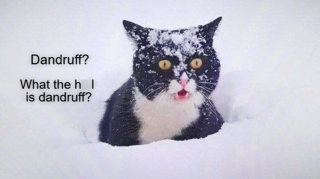 Dandruff? What the hl is dandruff?
