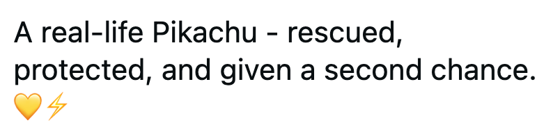 A real-life Pikachu - rescued, protected, and given a second chance. 4