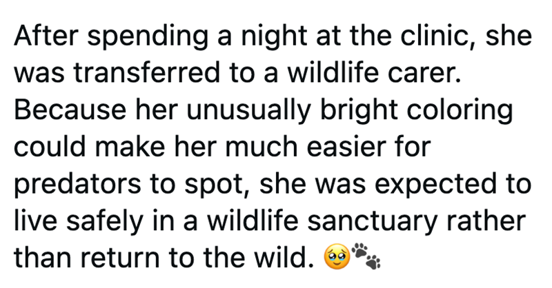 After spending a night at the clinic, she was transferred to a wildlife carer. Because her unusually bright coloring could make her much easier for predators to spot, she was expected to live safely in a wildlife sanctuary rather than return to the wild.