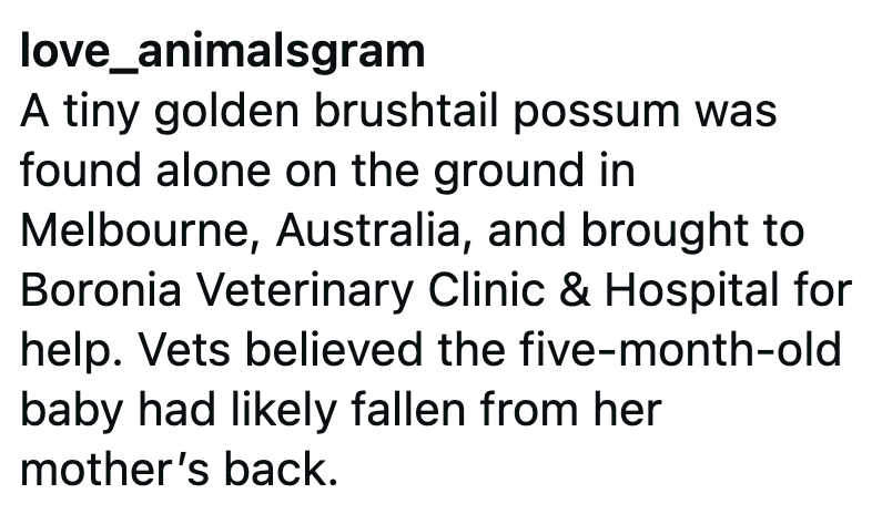 love_animalsgram A tiny golden brushtail possum was found alone on the ground in Melbourne, Australia, and brought to Boronia Veterinary Clinic & Hospital for help. Vets believed the five-month-old baby had likely fallen from her mother's back.