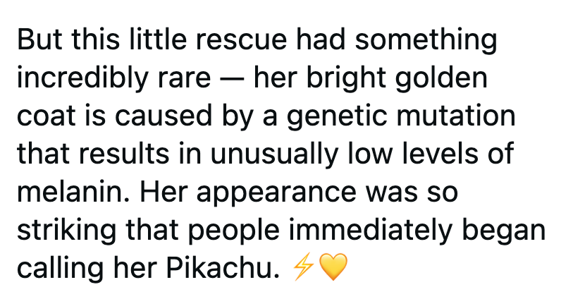 But this little rescue had something incredibly rare - her bright golden coat is caused by a genetic mutation that results in unusually low levels of melanin. Her appearance was so striking that people immediately began calling her Pikachu.