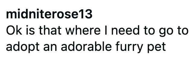 midniterose13 Ok is that where I need to go to adopt an adorable furry pet