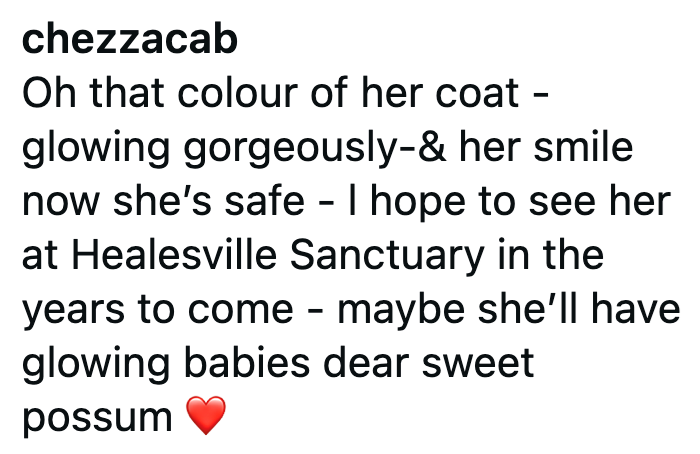 chezzacab Oh that colour of her coat - glowing gorgeously-& her smile now she's safe - I hope to see her at Healesville Sanctuary in the years to come - maybe she'll have glowing babies dear sweet possum