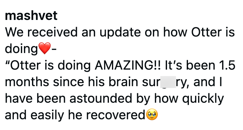 mashvet We received an update on how Otter is doing - "Otter is doing AMAZING!! It's been 1.5 months since his brain sur ry, and I have been astounded by how quickly and easily he recoveredⒸ