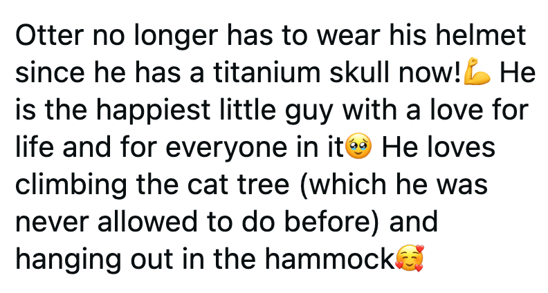 Otter no longer has to wear his helmet since he has a titanium skull now! He is the happiest little guy with a love for life and for everyone in it He loves climbing the cat tree (which he was never allowed to do before) and hanging out in the hammock