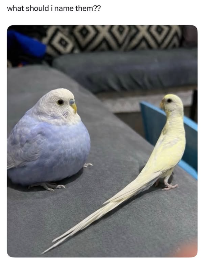 what should i name them??