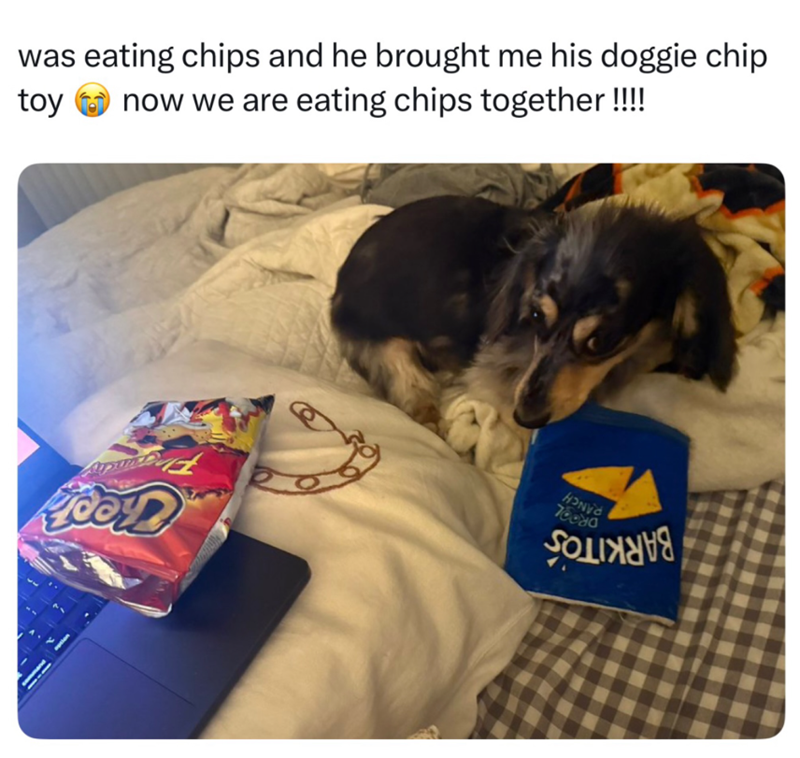was eating chips and he brought me his doggie chip toy now we are eating chips together!!!! HONDA 78080