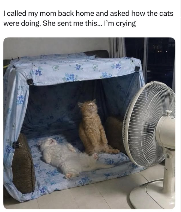 I called my mom back home and asked how the cats were doing. She sent me this... I'm crying