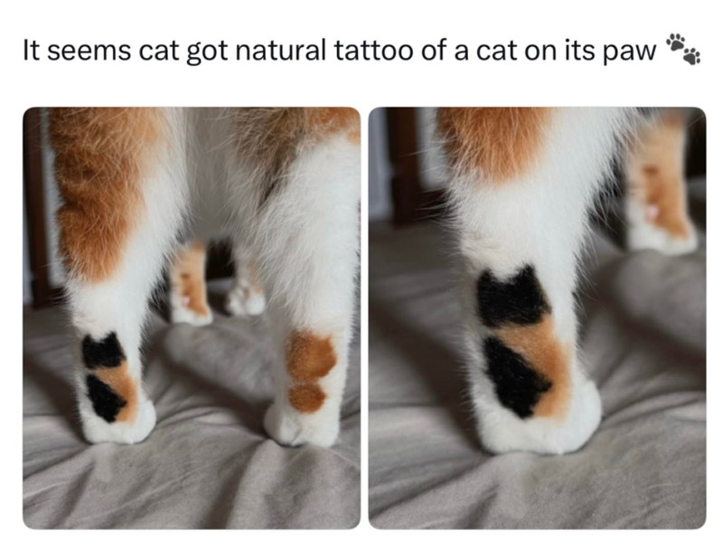 It seems cat got natural tattoo of a cat on its paw