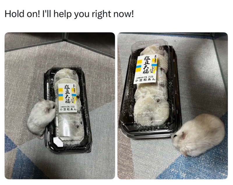 Hold on! I'll help you right now! 消费期24.2.23 小豆粒あん 塩豆大福 社 塩豆大福 20乘5 24.2.23 小豆粒あん