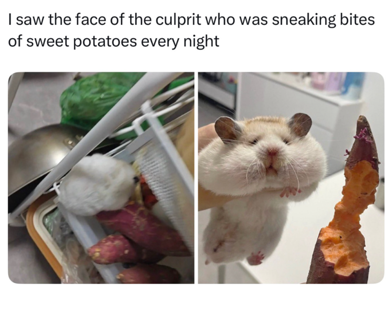I saw the face of the culprit who was sneaking bites of sweet potatoes every night
