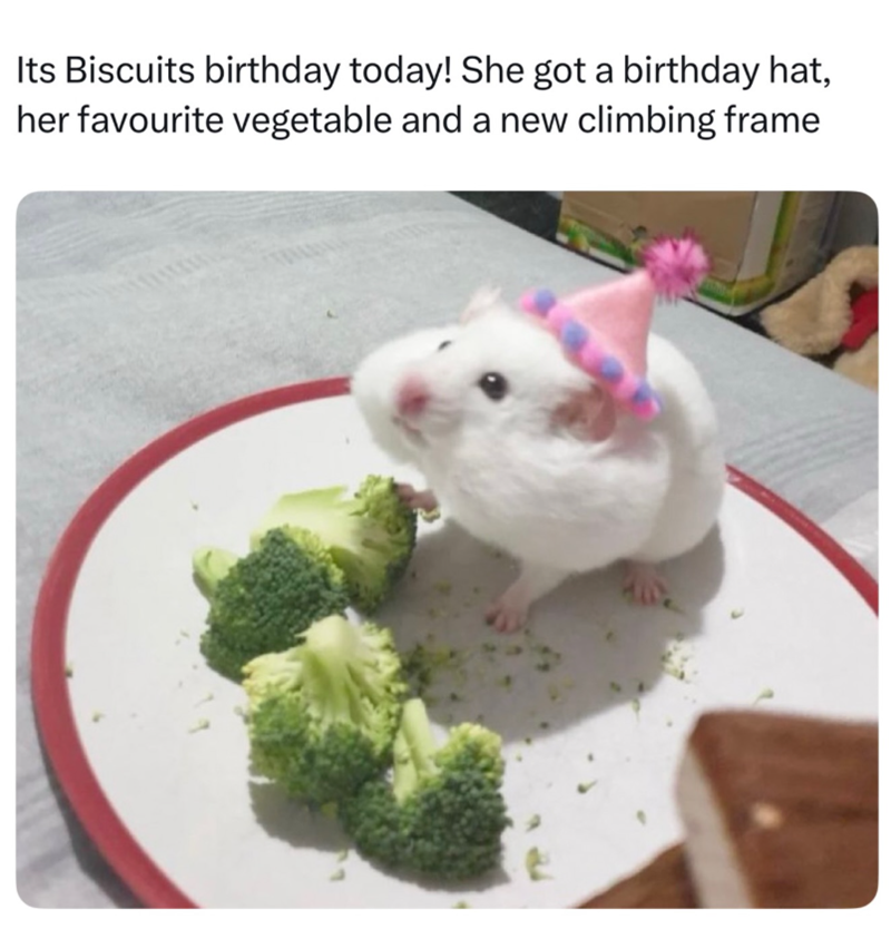 Its Biscuits birthday today! She got a birthday hat, her favourite vegetable and a new climbing frame