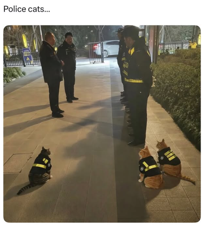 Police cats...