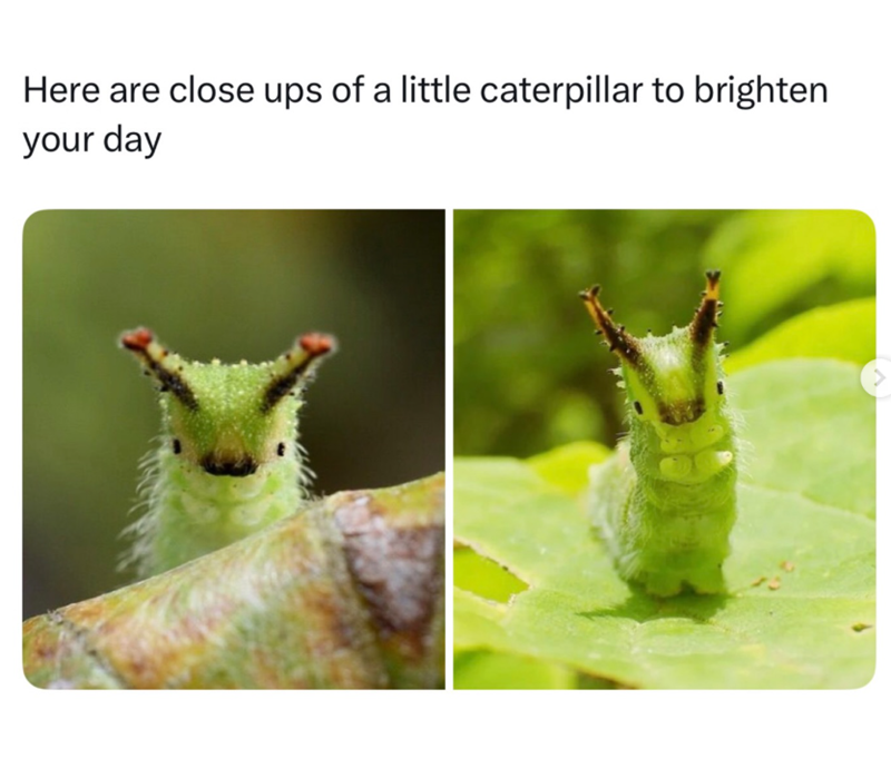 Here are close ups of a little caterpillar to brighten your day