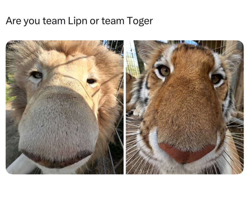 Are you team Lipn or team Toger