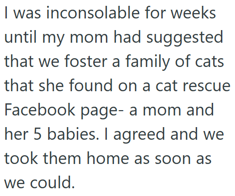 I was inconsolable for weeks until my mom had suggested that we foster a family of cats that she found on a cat rescue Facebook page- a mom and her 5 babies. I agreed and we took them home as soon as we could.