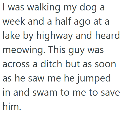 I was walking my dog a week and a half ago at a lake by highway and heard meowing. This guy was across a ditch but as soon as he saw me he jumped in and swam to me to save him.