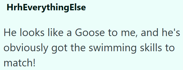 HrhEverything Else He looks like a Goose to me, and he's obviously got the swimming skills to match!
