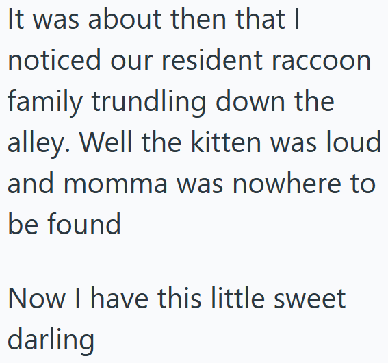 It was about then that I noticed our resident raccoon family trundling down the alley. Well the kitten was loud and momma was nowhere to be found Now I have this little sweet darling