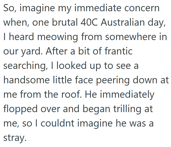 So, imagine my immediate concern when, one brutal 40C Australian day, I heard meowing from somewhere in our yard. After a bit of frantic searching, I looked up to see a handsome little face peering down at me from the roof. He immediately flopped over and began trilling at me, so I couldnt imagine he was a stray.