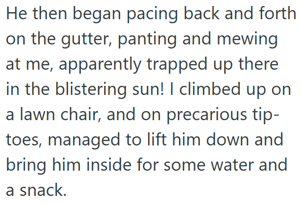 He then began pacing back and forth on the gutter, panting and mewing at me, apparently trapped up there in the blistering sun! I climbed up on a lawn chair, and on precarious tip- toes, managed to lift him down and bring him inside for some water and a snack.