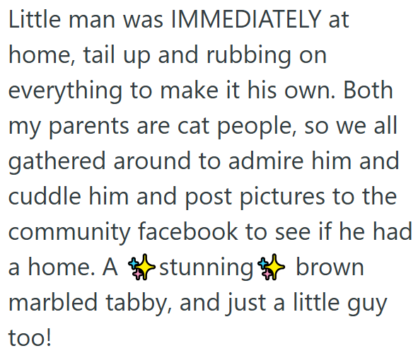 Little man was IMMEDIATELY at home, tail up and rubbing on everything to make it his own. Both my parents are cat people, so we all gathered around to admire him and cuddle him and post pictures to the community facebook to see if he had. a home. A stunning brown marbled tabby, and just a little guy too!