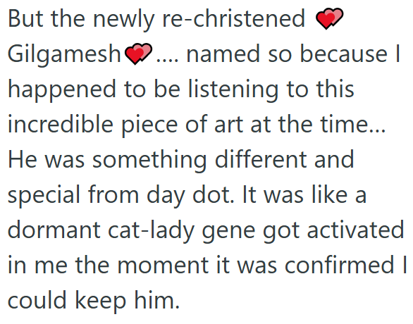 But the newly re-christened Gilgamesh ... named so because I happened to be listening to this incredible piece of art at the time... He was something different and special from day dot. It was like a dormant cat-lady gene got activated in me the moment it was confirmed I could keep him.