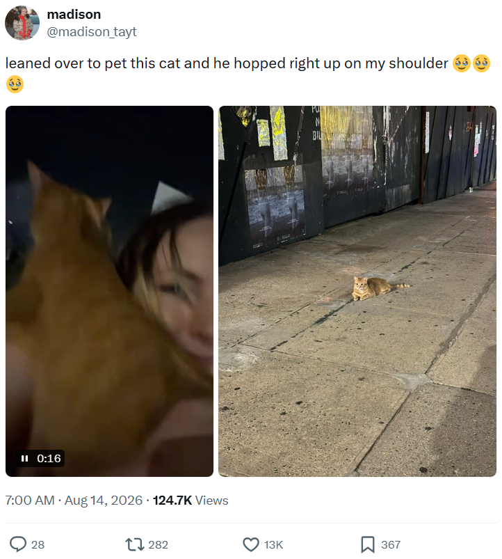 madison @madison_tayt leaned over to pet this cat and he hopped right up on my shoulder II 0:16 . 7:00 AM • Aug 14, 2026 124.7K Views 28 17282 BIL 13K ☐ 367
