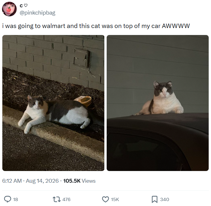 со @pinkchipbag i was going to walmart and this cat was on top of my car AWWWW 6:12 AM • Aug 14, 2026 105.5K Views 18 476 15K 340