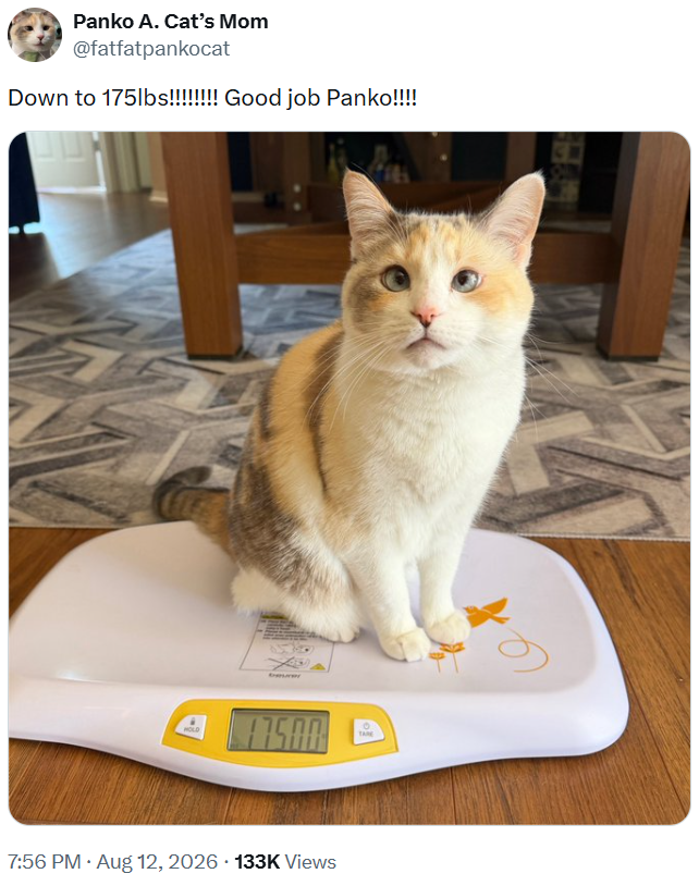 Panko A. Cat's Mom @fatfatpankocat Down to 175lbs!!!!!!!! Good job Panko!!!! HOLD 17500 TARE 7:56 PM • Aug 12, 2026 133K Views