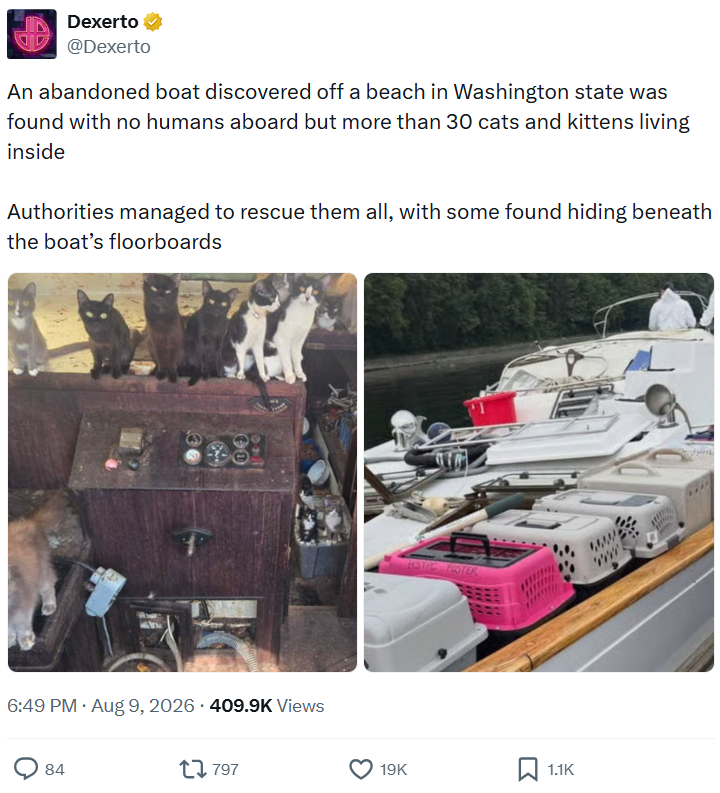 Dexerto @Dexerto An abandoned boat discovered off a beach in Washington state was found with no humans aboard but more than 30 cats and kittens living inside Authorities managed to rescue them all, with some found hiding beneath the boat's floorboards 6:49 PM. Aug 9, 2026 409.9K Views 84 1797 HST FOOTER 19K ☐ 1.1K