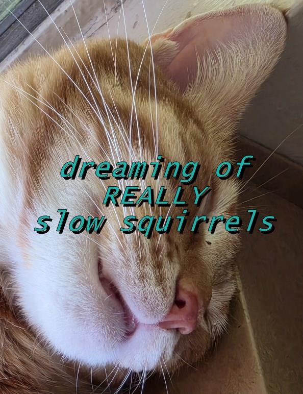 dreaming of REALLY slow squirrels