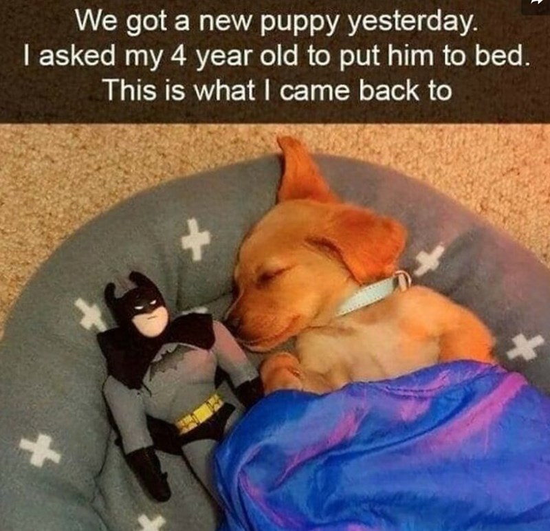 We got a new puppy yesterday. I asked my 4 year old to put him to bed. This is what I came back to