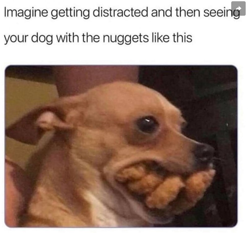 Imagine getting distracted and then seeing your dog with the nuggets like this