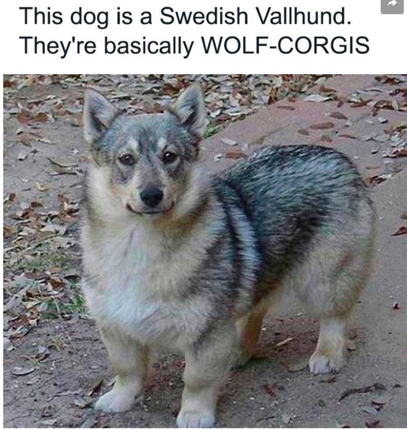 This dog is a Swedish Vallhund. They're basically WOLF-CORGIS