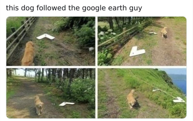 this dog followed the google earth guy