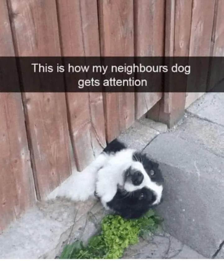This is how my neighbours dog gets attention