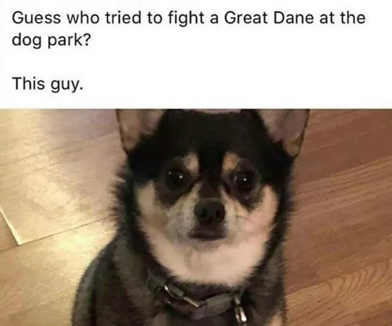 Guess who tried to fight a Great Dane at the dog park? This guy.
