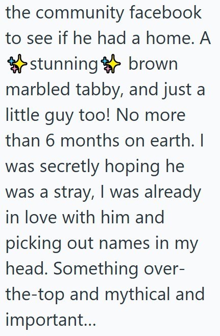 the community facebook to see if he had a home. A stunning brown marbled tabby, and just a little guy too! No more than 6 months on earth. I was secretly hoping he was a stray, I was already in love with him and picking out names in my head. Something over- the-top and mythical and important...