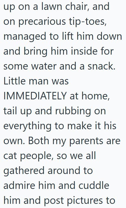 up on a lawn chair, and on precarious tip-toes, managed to lift him down and bring him inside for some water and a snack. Little man was IMMEDIATELY at home, tail up and rubbing on everything to make it his own. Both my parents are cat people, so we all gathered around to admire him and cuddle him and post pictures to