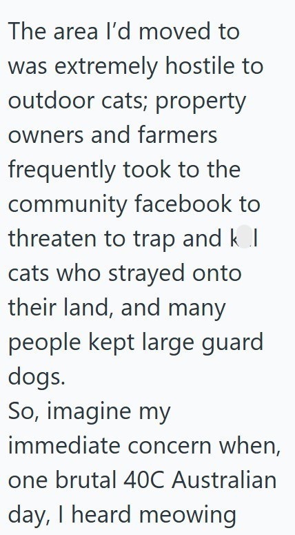 The area I'd moved to was extremely hostile to outdoor cats; property owners and farmers frequently took to the community facebook to threaten to trap and kol cats who strayed onto their land, and many people kept large guard dogs. So, imagine my immediate concern when, one brutal 40C Australian day, I heard meowing