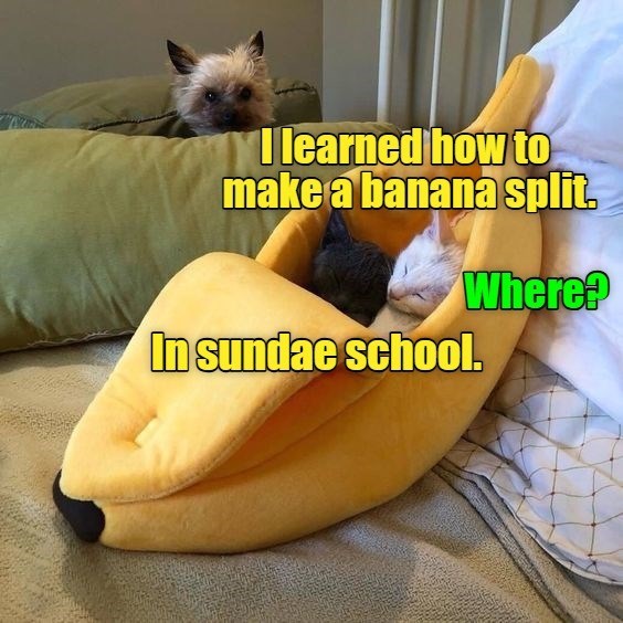 I learned how to make a banana split. Where? In sundae school.