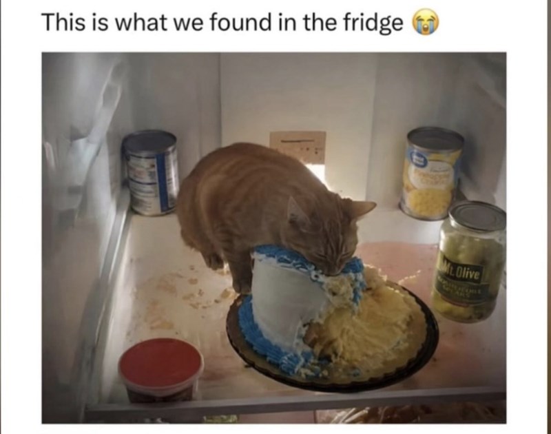This is what we found in the fridge M.Olive